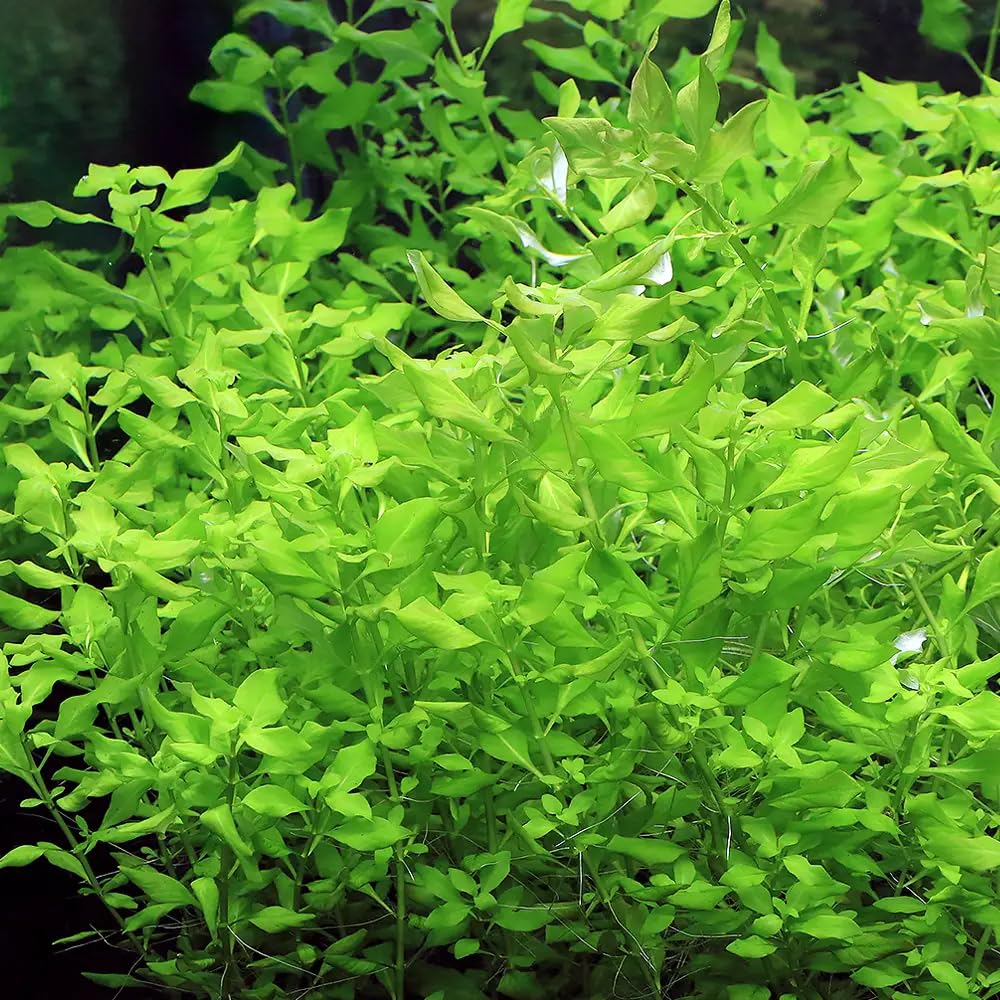 Amazon.co.jp: （水草）ルドウィジア レペンス グリーン（水中葉）（無